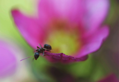 Ant Balcony