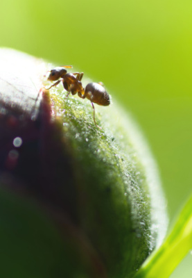 Ant on Small World