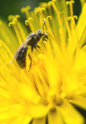 Bee Pollen Party