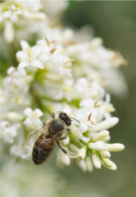 Bee on Tree Blossom