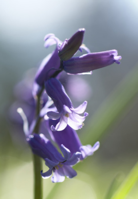 Bluebells