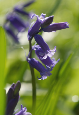 Bluebells in a Blur