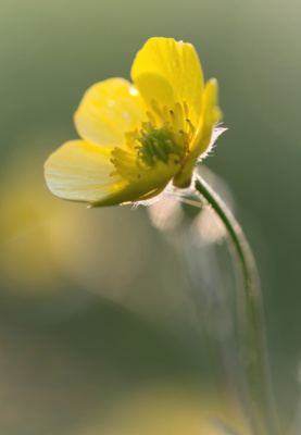 Buttercup Backlit