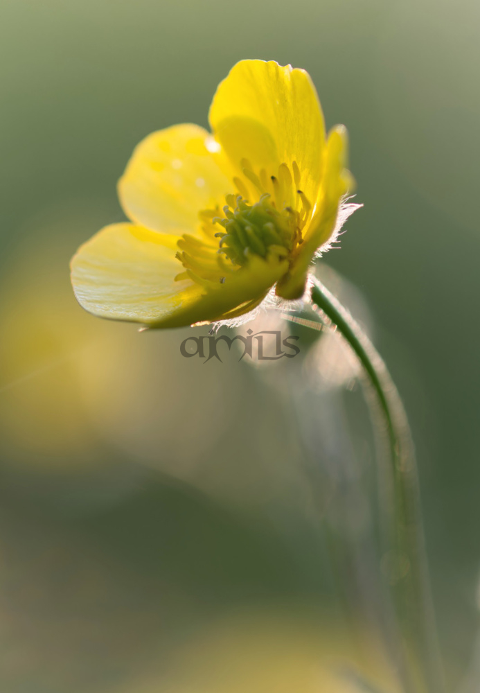 Buttercup Backlit