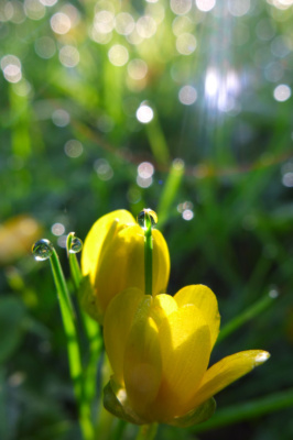 Buttercup Light Show