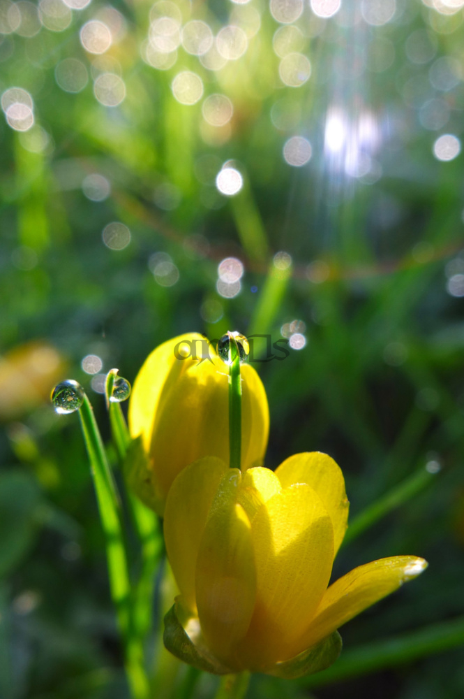 Buttercup Light Show