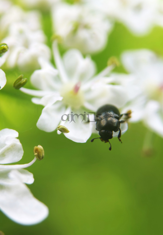 Cow Parsley Beetle