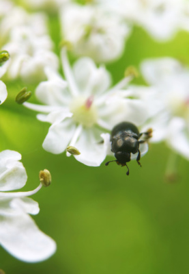 Cow Parsley Beetle