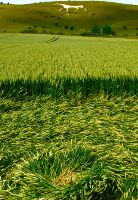 Crop Circle, Alton Barnes