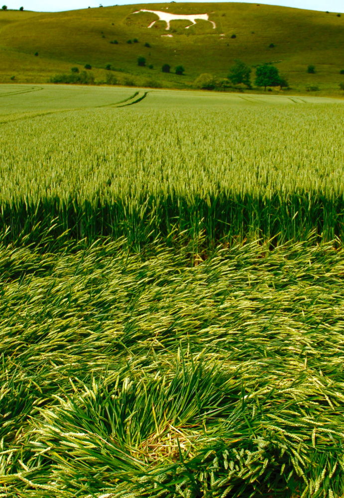 Crop Circle, Alton Barnes