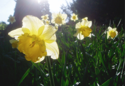 Daffodils