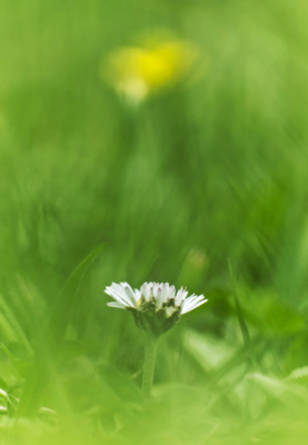 Daisy Through Grass