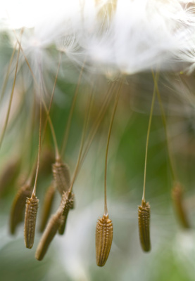 Dandelion Seed Dance