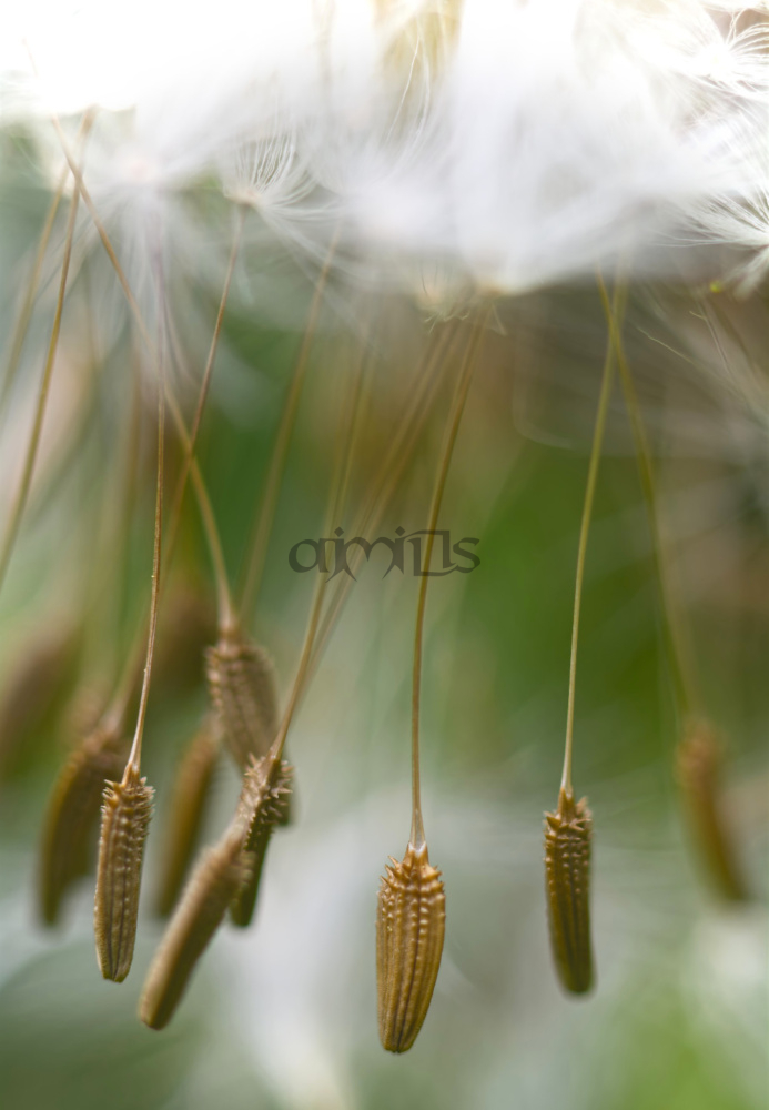 Dandelion Seed Dance