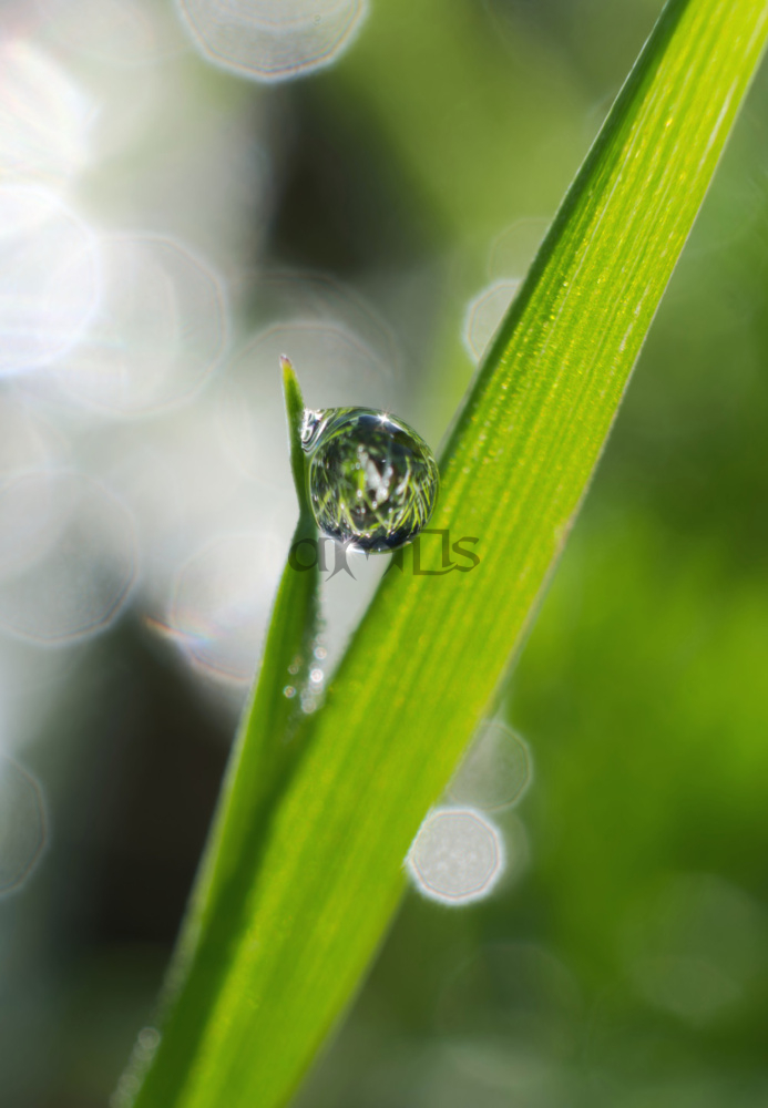 Dewdrop Held