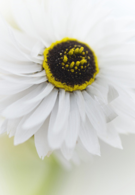 Ethereal White Flower