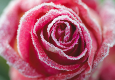 Frosty Rose