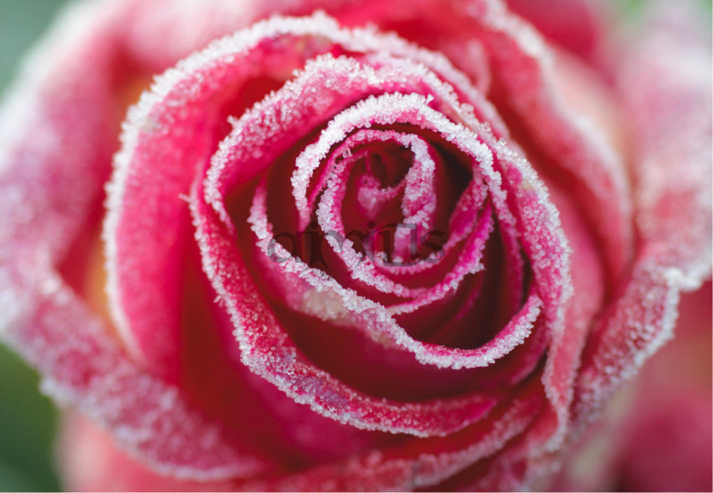 Frosty Rose