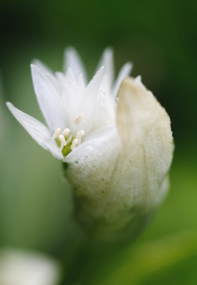 Garlic Cocoon