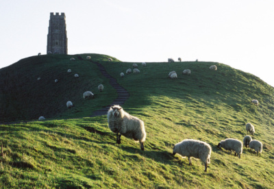 Glastonbury Tor Sheep