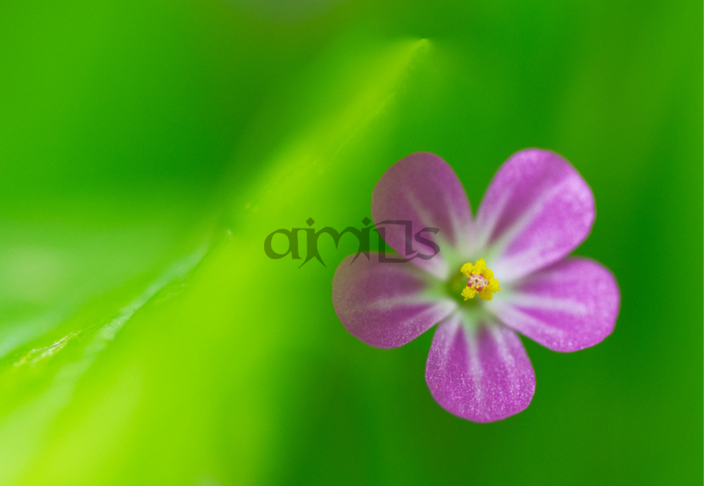 Pink Herb Robert Flower