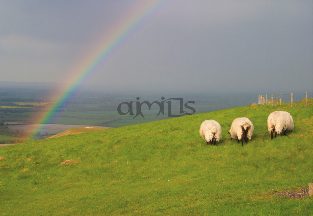 Rainbow and Sheep