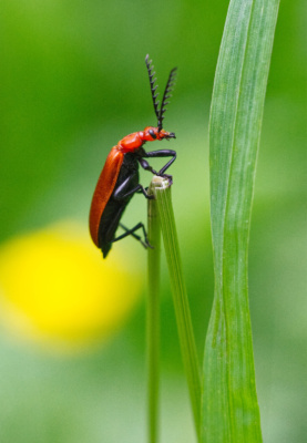 Red Beetle