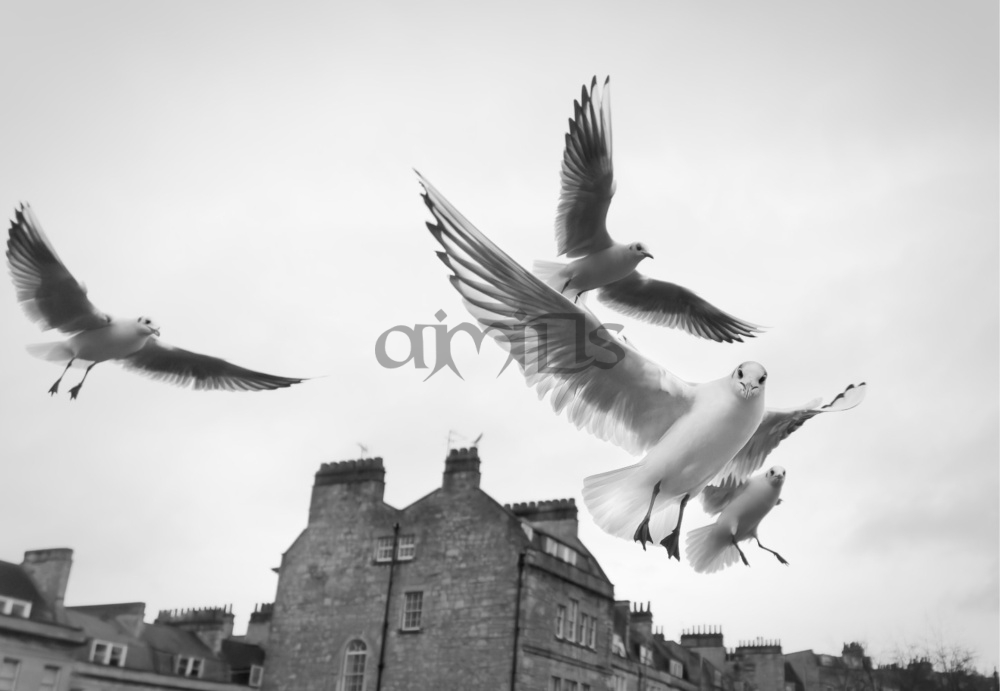 Seagulls in Bath