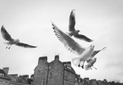 Seagulls in Bath