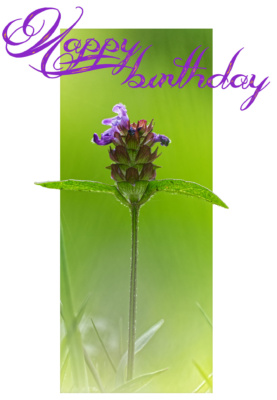 Self Heal Birthday