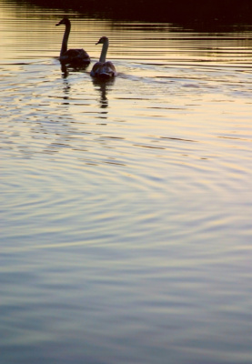 Swan Ripples