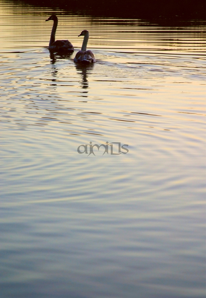 Swan Ripples