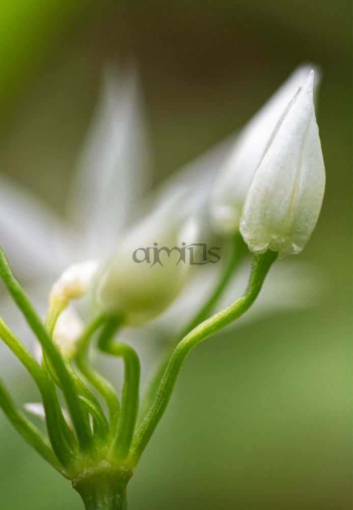 Twisty Garlic Buds