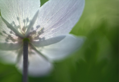 Wood Anemone Rear