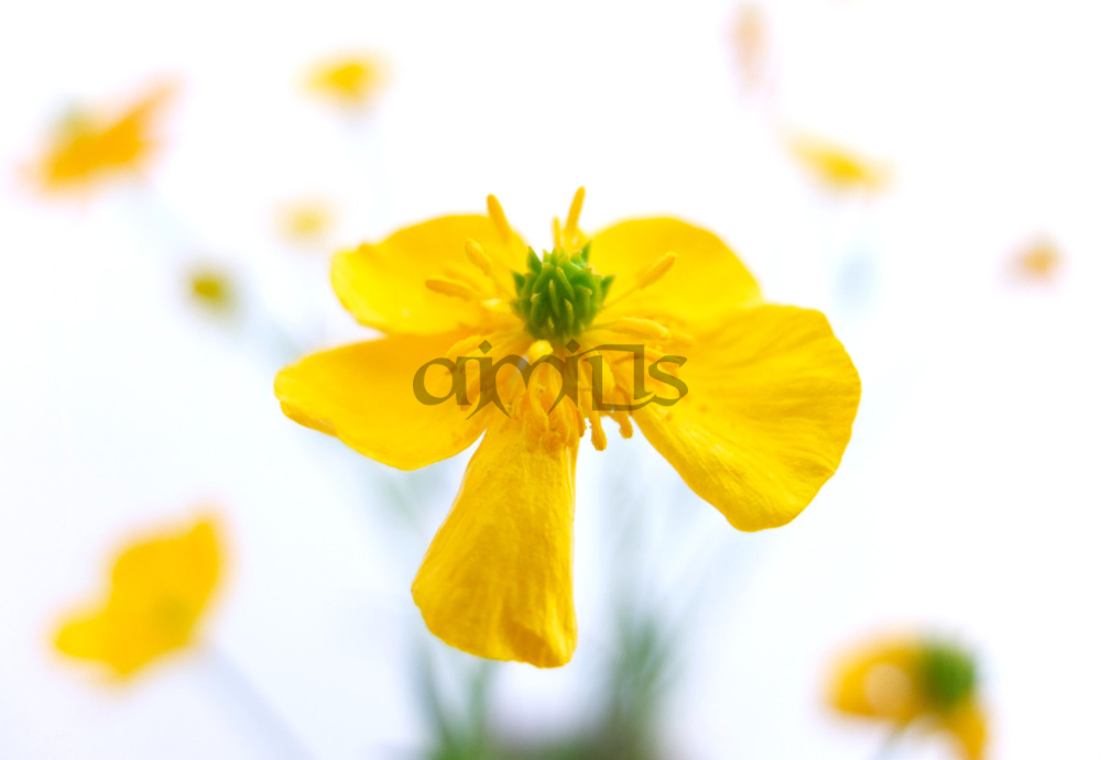 Yellow Flower on White