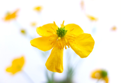 Yellow Flower on White